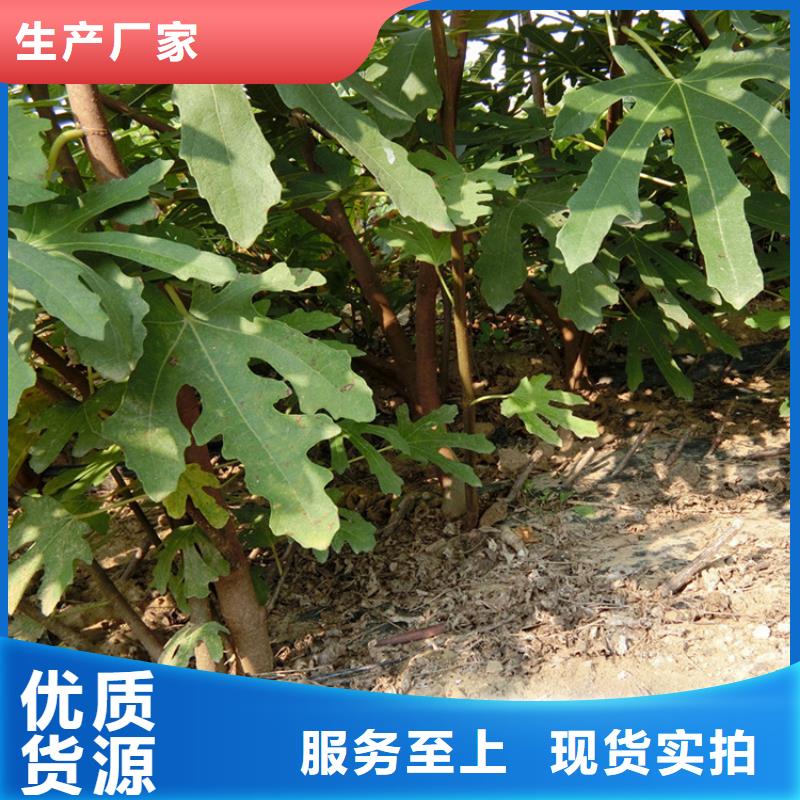 源頭廠家直供，無花果桃樹苗支持來圖定制，網絡銷售開啟新篇章
